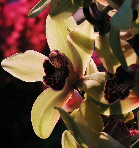 Orchidea.26.JPG - OLYMPUS DIGITAL CAMERA